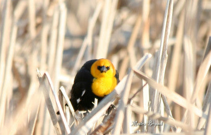 Yellow-headed Blackbird -Evil Eye
