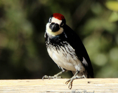 Woodpecker -Acorn