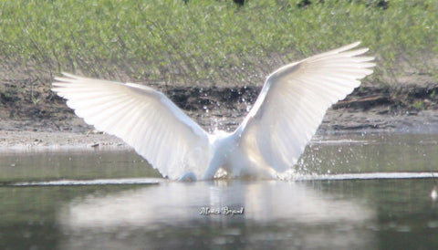Egret - Great Egret (Angel)