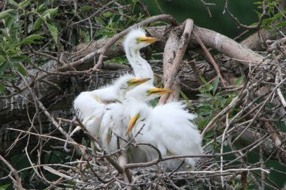 Baby Egrets- Where's Moma?