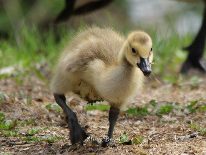 Babies-gosling