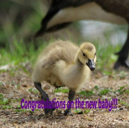 Baby Gosling- New Baby