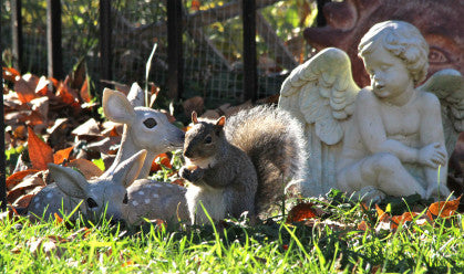 Grey Squirrel- Just Like Heaven