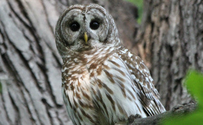 Owls-barred