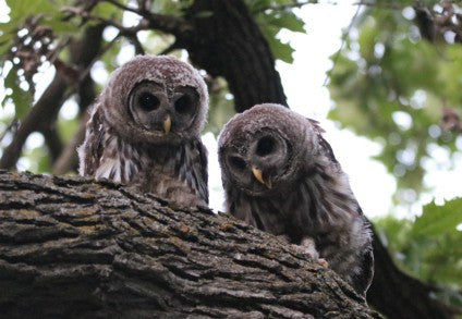 Owls - Baby Barreds