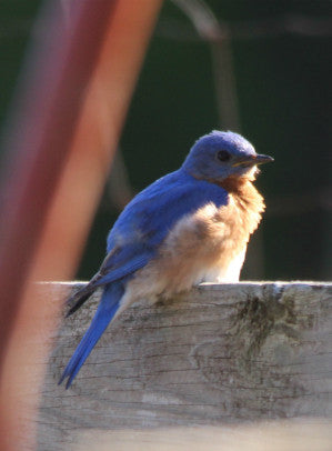 Bluebird - pondering