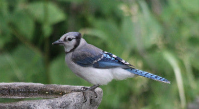 Blue Jay - Quenching its thirst