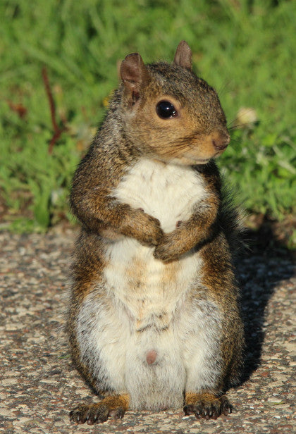 Grey Squirrel - Me?