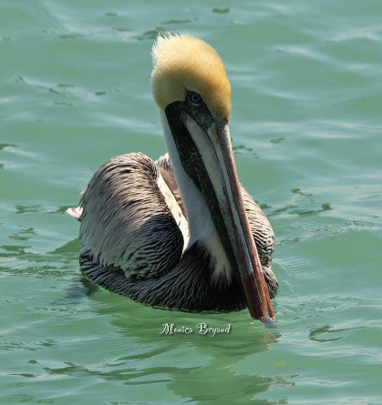 Pelican- Brown
