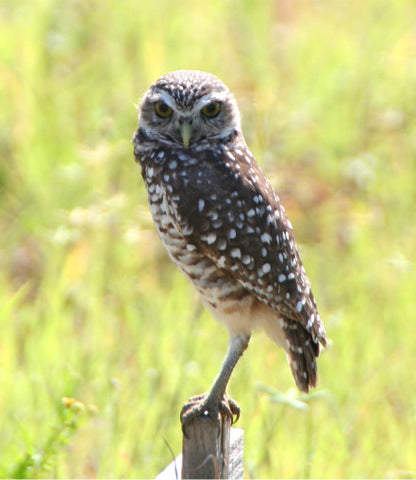Owl - burrowing