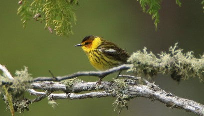 Warbler - Cape May