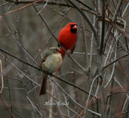 Cardinal - Happy Couple