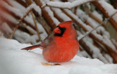 Cardinal - Snow Day