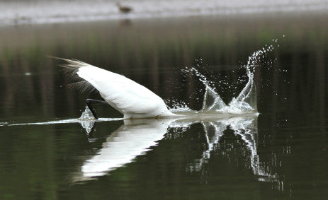 Egret - Great Egret diving