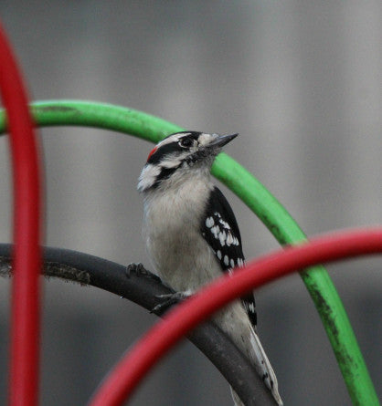 Woodpeckers-Downy