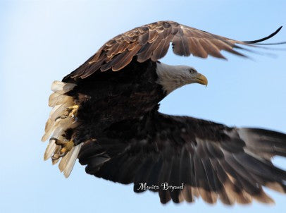 Eagle - Taking to the Skies