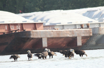 Eagles-group shot on the Mississippi