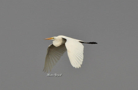 Egret- Great egret soaring #1