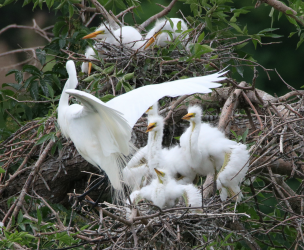 Baby Egrets - I whanna fly...