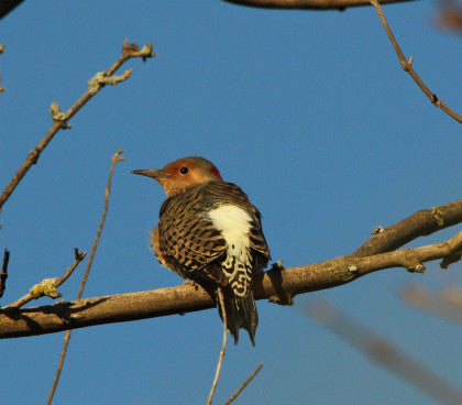 Woodpecker- Northern Flicker
