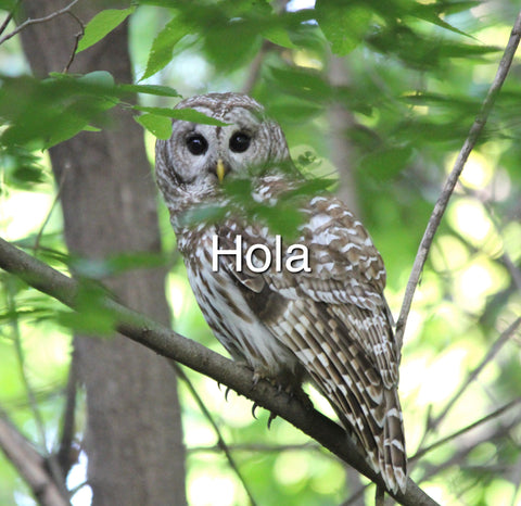 Barred Owl - Hola