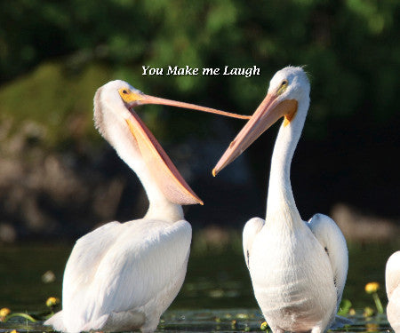 Baby Pelicans- You Make me Laugh
