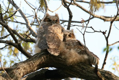 Owls- Great Horned Babies - Lean on Me