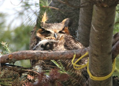 Owl Great Horned - Resting