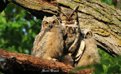 Owls-Great Horned and babies