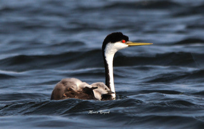 Western Grebe - Babies Going for a Ride