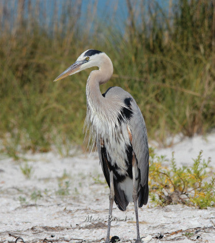 Heron-beaches of FL.