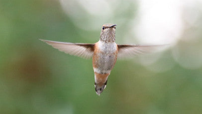 Hummingbird- Calliope in flight