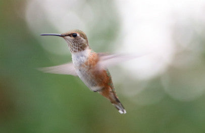 Hummingbird- Calliope