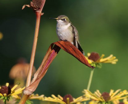 Hummingbird- Yellow Nose