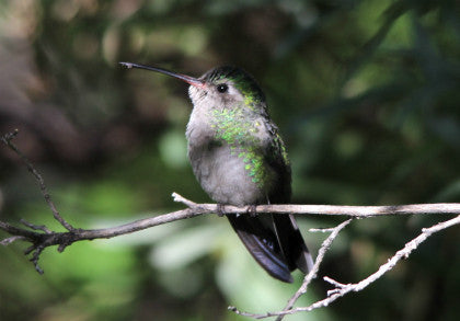 Hummingbird - Tucson - Mornign Sunlight
