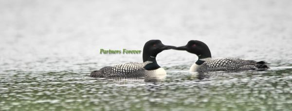 Loons- Partners Forever!