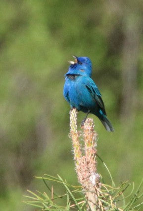 Indigo Bunting- Sing from the Highest Perch