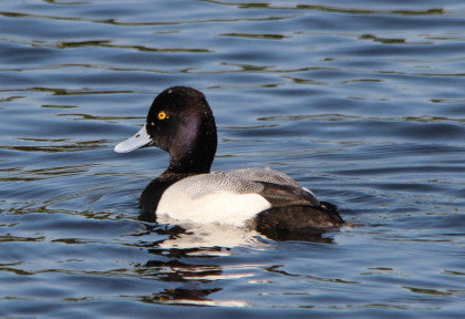 Scaup- Lesser (who says)
