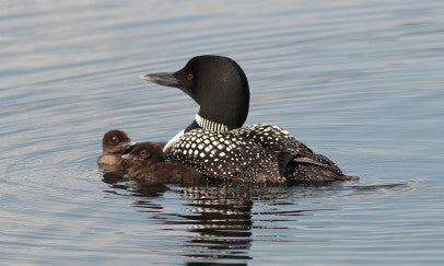 Loon-and babies 1