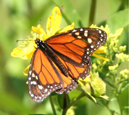 Butterfly- Monarch