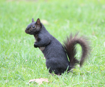Squirrel - Negro