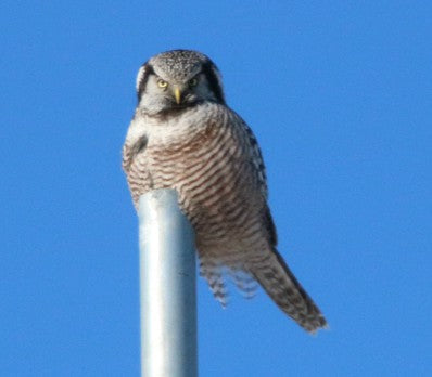 Owl -Northern Hawk Owl