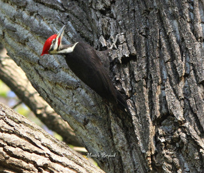 Woodpecker- Pileated -Crosby Park