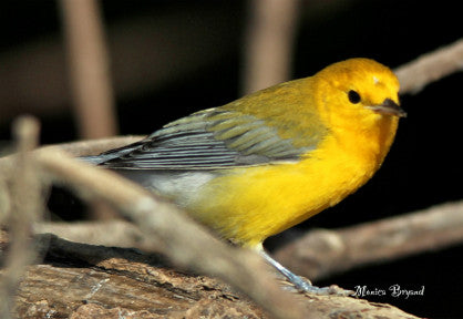 Warbler- prothonotary - Mississippi