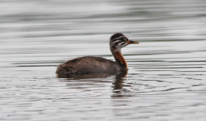 Red-necked grebe-baby