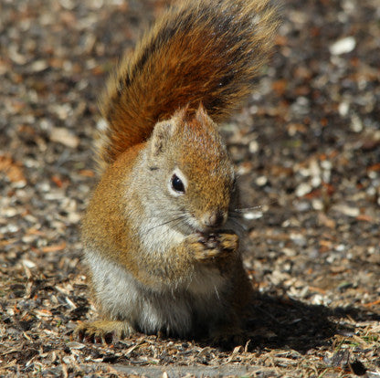 Squirrel - Red