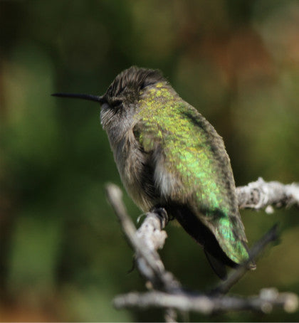 Hummingbird- Tucson- Mr Sleepy