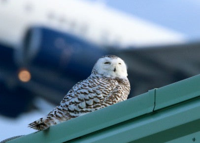 Owl - Snowy hanging out at the airport