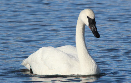 Trumpeter Swan- Beauty