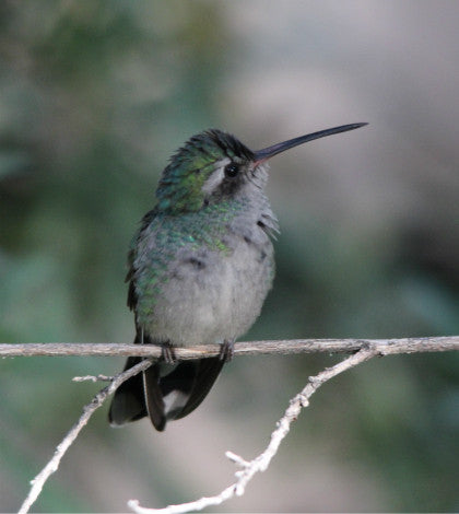 Hummingbird - Tucson